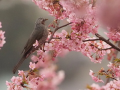 まつだ桜まつりのヒヨドリ