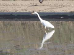 今田貯水池の鳥