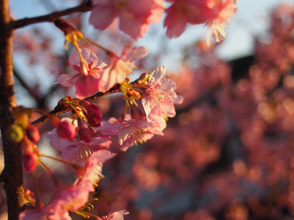 キヤノンFD28mm F2.8