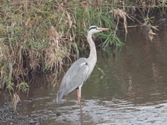 引地川のアオサギ