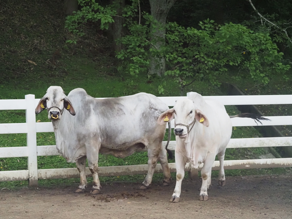 酪農の里の白牛