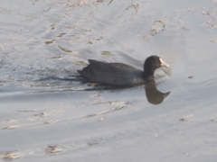今田貯水池の鳥