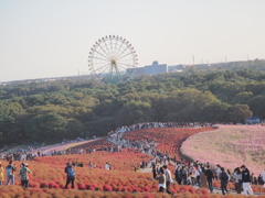 2020　ひたち海浜公園のコキアとコスモス