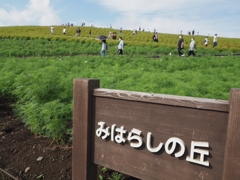 緑のコキア　ひたち海浜公園