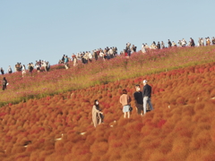 2020　ひたち海浜公園のコキアとコスモス