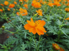 キバナコスモス　ひたちなか海浜公園