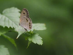 藤沢えびね・やまゆり園