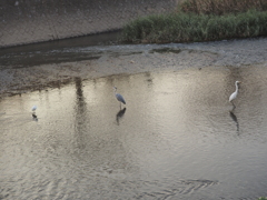 引地川の鳥