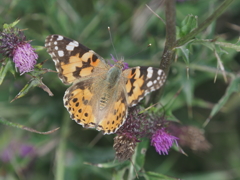箱根仙石原の生き物