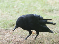 引地川親水公園のカラス