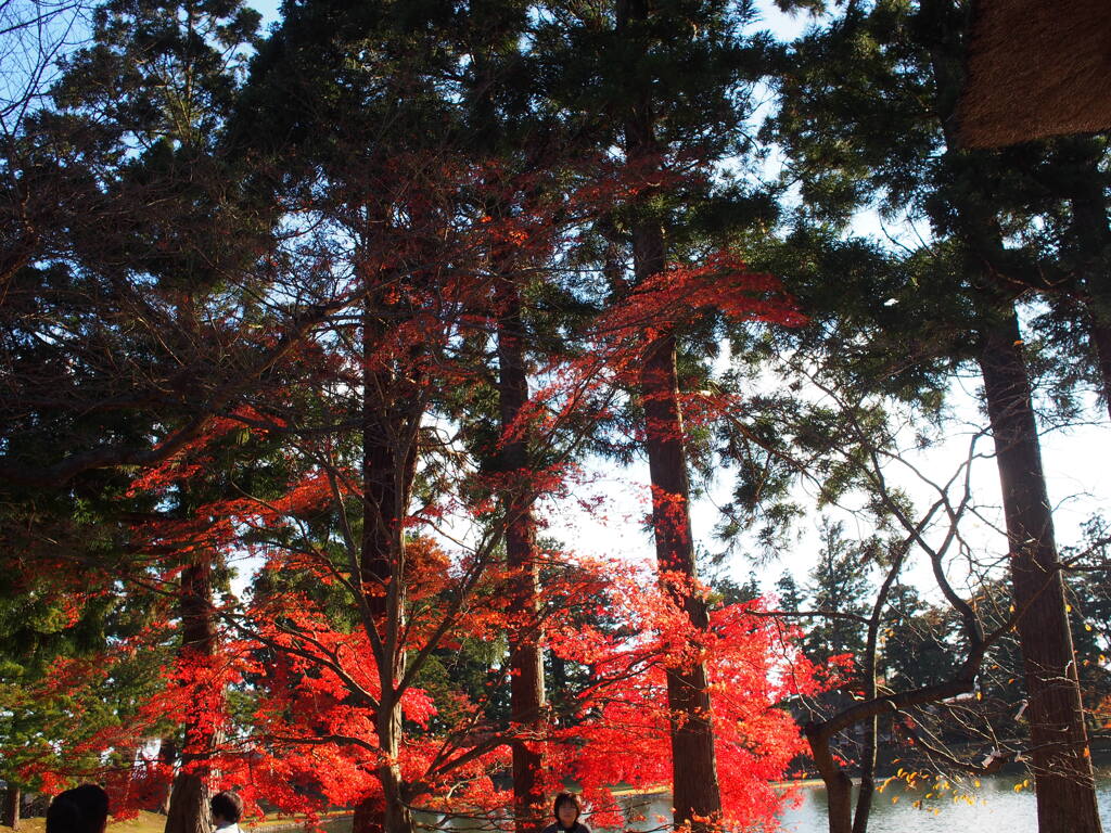 2013　毛越寺庭園