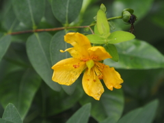 藤沢えびね・やまゆり園