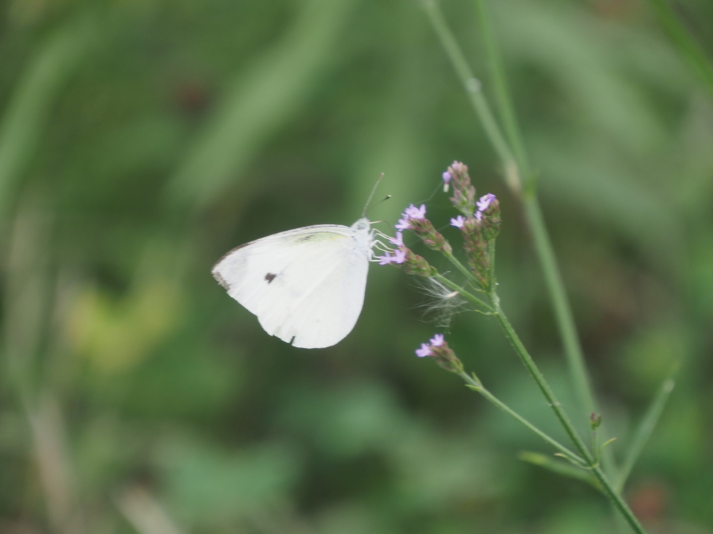引地川親水公園の蝶々