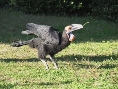 ズーラシアの鳥