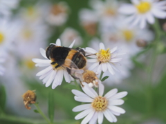 箱根仙石原の生き物