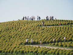 緑のコキア　ひたち海浜公園