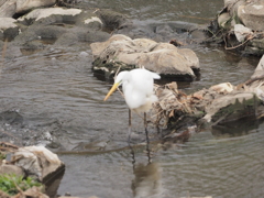 引地川のサギ