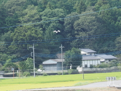 工事現場のアオサギ