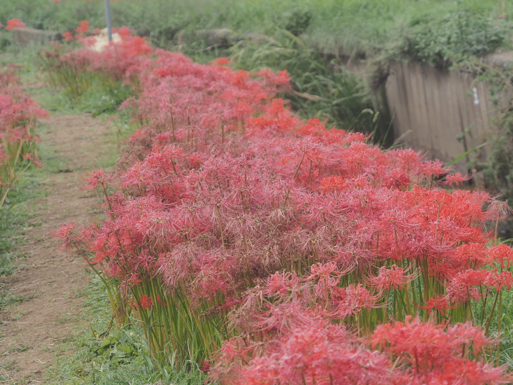 小出川彼岸花