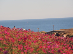 2020　ひたち海浜公園のコキアとコスモス