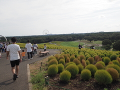 緑のコキア　ひたち海浜公園