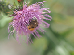 箱根仙石原の生き物