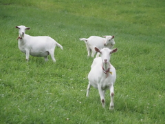 酪農の里のヤギ