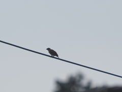 工事現場のスズメ