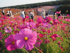 2020　ひたち海浜公園のコキアとコスモス