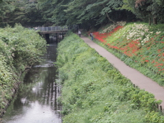 泉の森　彼岸花