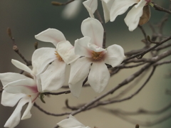 引地川のコブシ