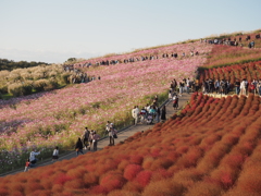 2020　ひたち海浜公園のコキアとコスモス