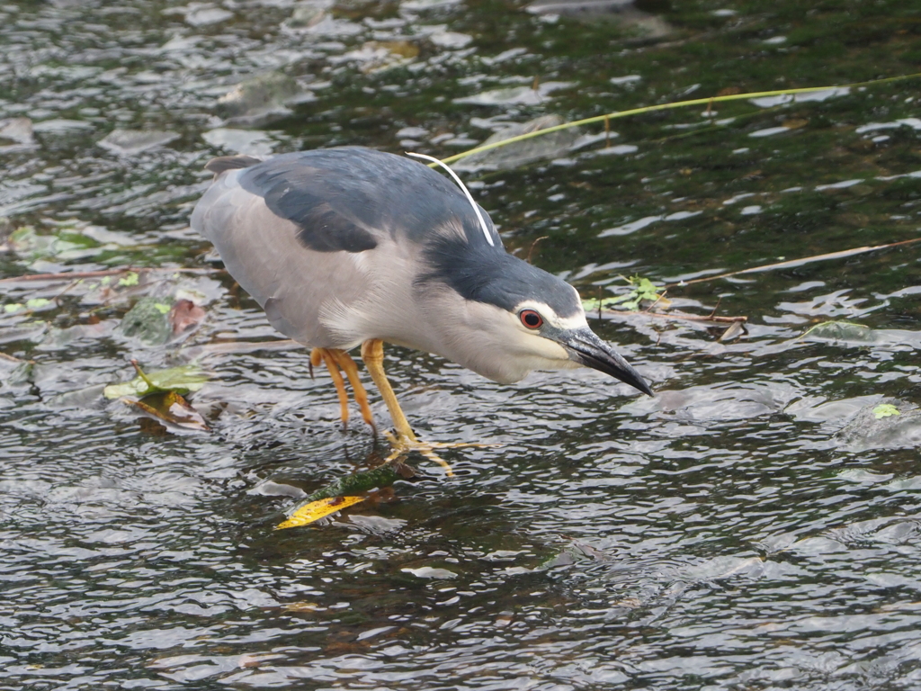 引地川親水公園のゴイサギ