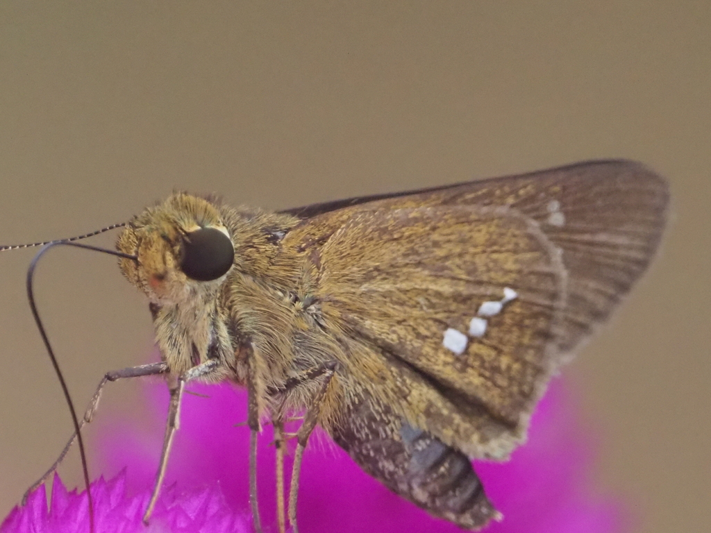セセリと花