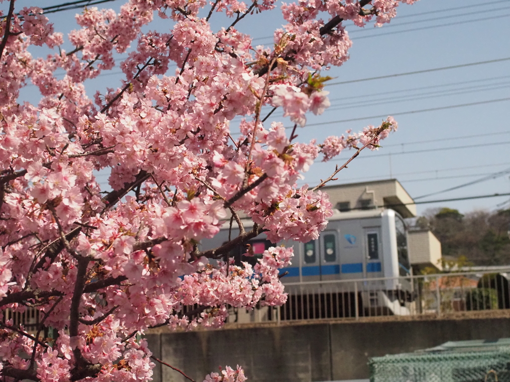 河津桜と小田急