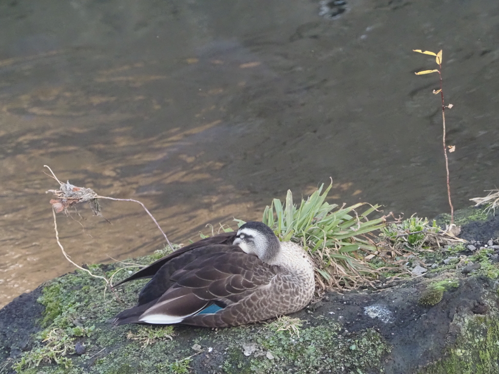 引地川親水公園のカモ