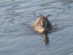 藤沢鵠沼のハス沼のカモ