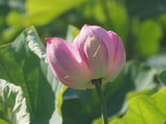 藤沢鵠沼のハス沼
