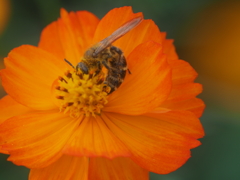 キバナコスモス　ひたちなか海浜公園