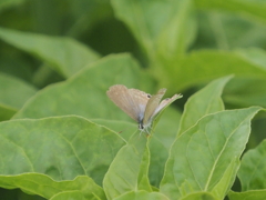 小出川彼岸花の蝶