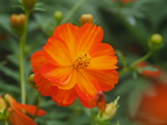 キバナコスモス　ひたちなか海浜公園