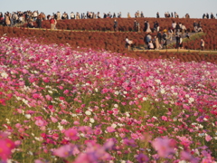 2020　ひたち海浜公園のコキアとコスモス