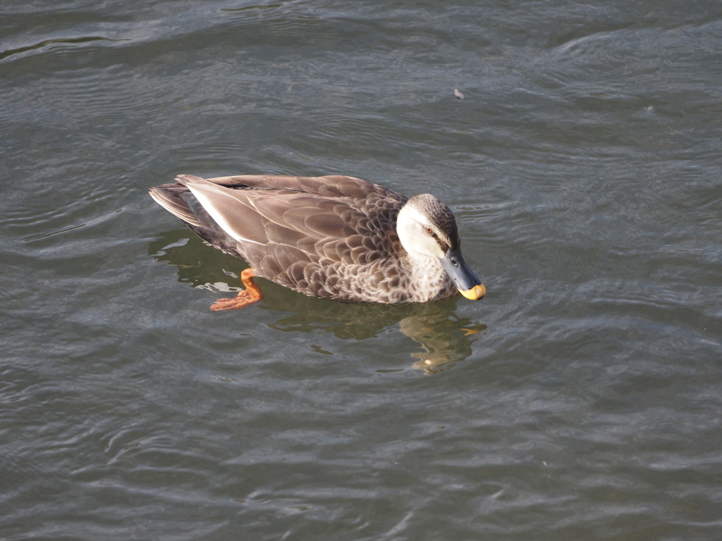 引地川のカルガモ