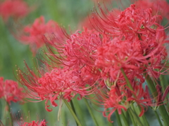泉の森　彼岸花