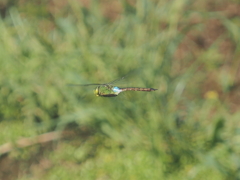 ギンヤンマのホバリング