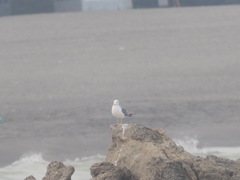 大磯のウミネコ