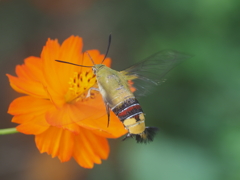 キバナコスモス　ひたちなか海浜公園