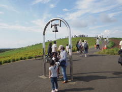 緑のコキア　ひたち海浜公園