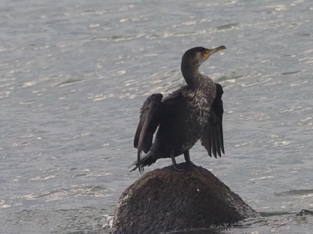 江ノ島のウミウ