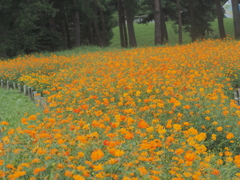 キバナコスモス　ひたちなか海浜公園